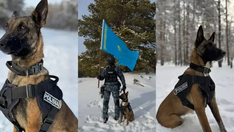 Собаки-детективы: 28 раскрытых преступлений в Абае! Актобе