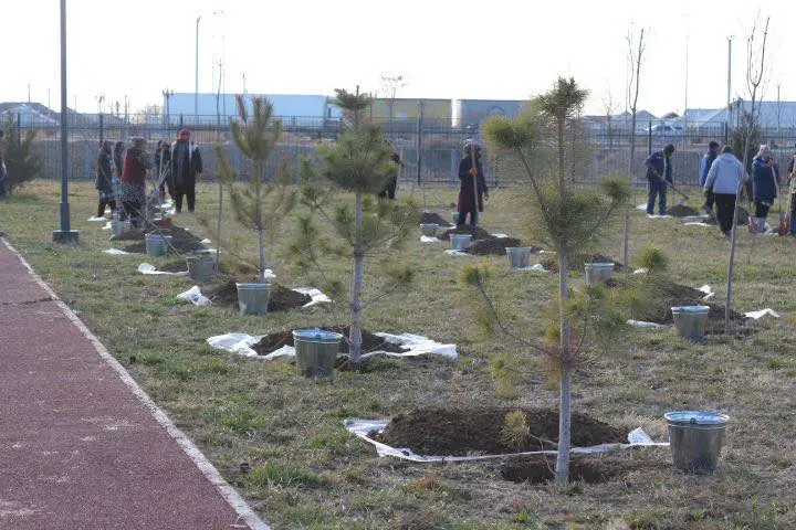 «ТАЗА ҚАЗАҚСТАН»: В ТУРКЕСТАНСКОЙ ОБЛАСТИ В ЭТОМ ГОДУ ВЫСАЖЕНО БОЛЕЕ 1 МЛН САЖЕНЦЕВ И ВЫВЕЗЕНО 17 ТЫСЯЧ ТОНН МУСОРА (5)