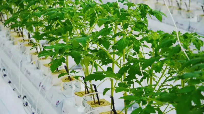 Тепличный комплекс мощностью 27 000 тонн овощной продукции в год запустили в Туркестанской области Актобе