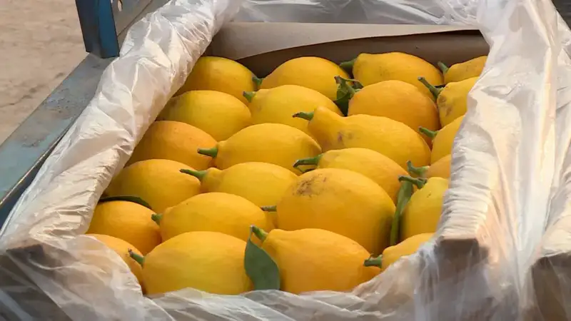 Сарыагаш: 200 тонн лимонов за год Актобе