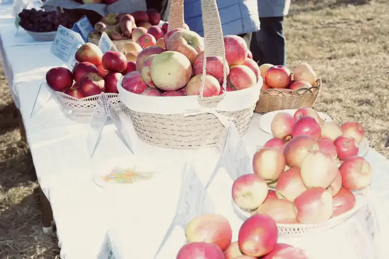 Казахстан и Россия реализуют совместный проект по развитию интенсивного садоводства (4)