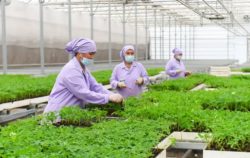 Рост агросектора в Туркестанской области Актобе