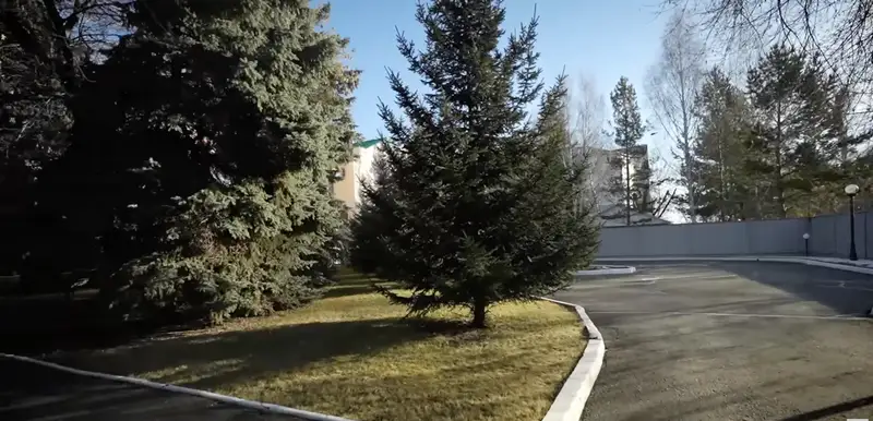 ели