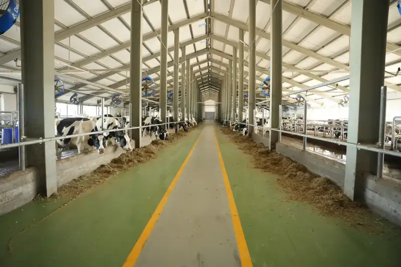 ЗАПУЩЕННЫЙ В ТУРКЕСТАНСКОЙ ОБЛАСТИ ПРОЕКТ «БӨРТЕ МИЛКА» ВЫВЕЛ МОЛОЧНОЕ ПРОИЗВОДСТВО НА НОВЫЙ УРОВЕНЬ (2)