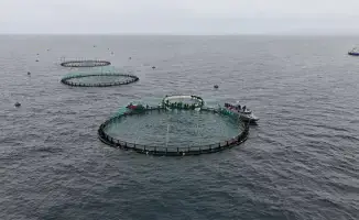 Первая морская аквакультура в Мангистау