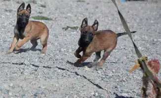 Щенки тоже готовы служить стране: в Нацгвардии увеличивается число породистых служебных собак