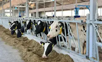 Создание мясного кластера в Акмолинской области: путь к 30 тысячам голов в год