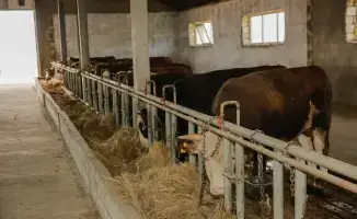 Увеличение объёма сельскохозяйственной продукции в Атырауской области на 108,6% в 2025 году