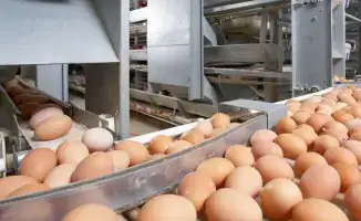 Временный запрет на ввоз куриных яиц в Казахстан: поддержка местных производителей