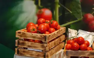 В Шымкенте началось строительство тепличного комплекса, который создаст новые рабочие места и обеспечит местное население свежими овощами.