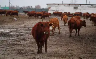 Начало создания агропромышленного мясного кластера в Ерейментауском районе