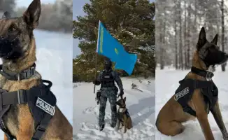 Собаки-детективы: 28 раскрытых преступлений в Абае!
