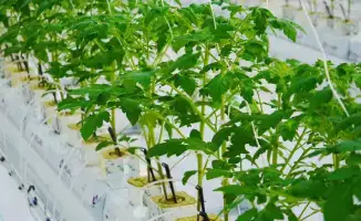 Тепличный комплекс мощностью 27 000 тонн овощной продукции в год запустили в Туркестанской области