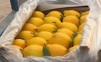 Сарыагаш: 200 тонн лимонов за год