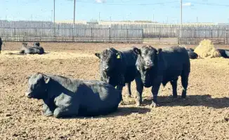 Изменения в правилах субсидирования племенного животноводства увеличение норм субсидий на 75%