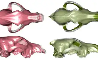 Казахстанские ученые опровергли современные гипотезы о селекции собак в новом исследовании