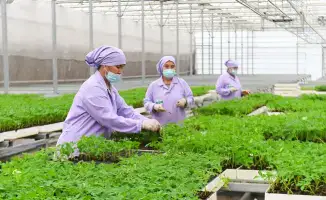 Рост агросектора в Туркестанской области