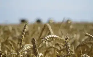 Зерно на экспорт: 7 млрд тенге и новые горизонты!