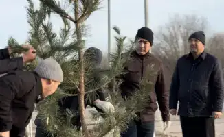 Актобе озеленяется: высажено 150 сосен