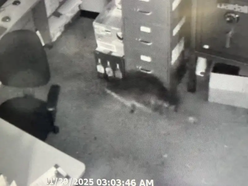 Пьяный енот в магазине