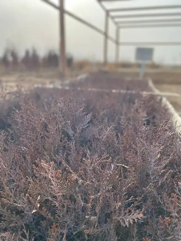 Проверка лесных хозяйств в Туркестанской области Актобе