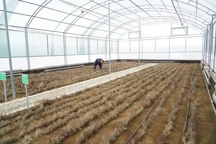 В ТУРКЕСТАНСКОЙ ОБЛАСТИ НА ТЕРРИТОРИИ 10 ГЕКТАРОВ СТРОИТСЯ СОВРЕМЕННЫЙ ПИТОМНИК (2)