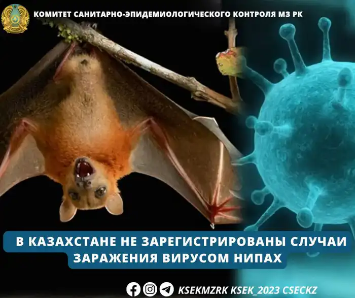 Ситуация с вирусом Нипах в Казахстане и санитарный контроль на границе Актобе