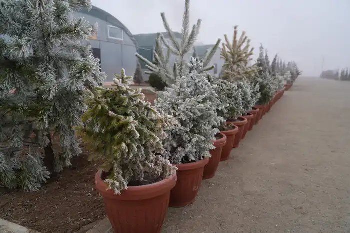 10 гектаров зелени: будущее Туркестана в питомнике! Актобе