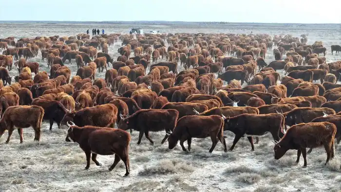 Сузак: Растет поголовье племенного скота Актобе