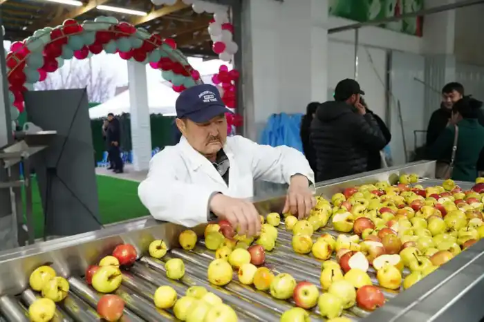 Завод по глубокой переработке фруктов и ягод запустили в Туркестанской области (4)