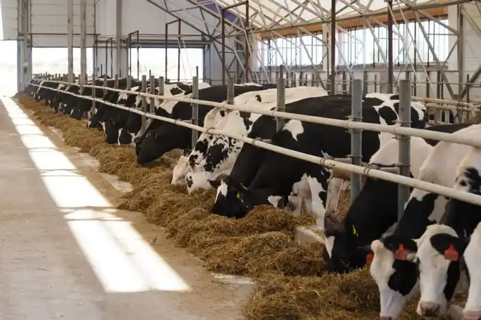 Запуск завода по производству кормов для домашних животных в Алматинской области создаст 200 рабочих мест и увеличит объемы местного производства Актобе