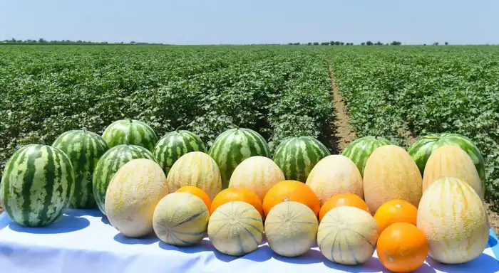 Туркестанская область лидирует в сельском хозяйстве Актобе