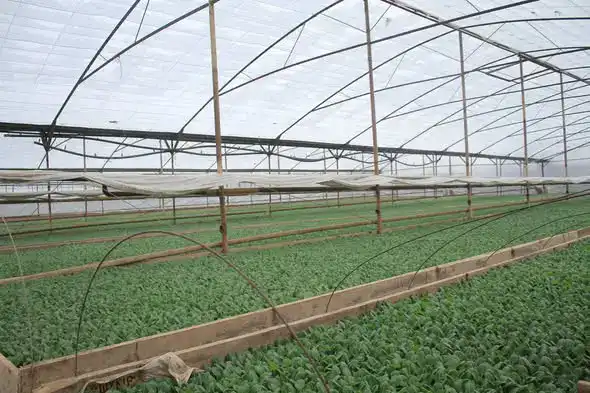 В Туркестанской области стартовала посадка ранних овощных культур на площади более 60 тысяч гектаров Актобе