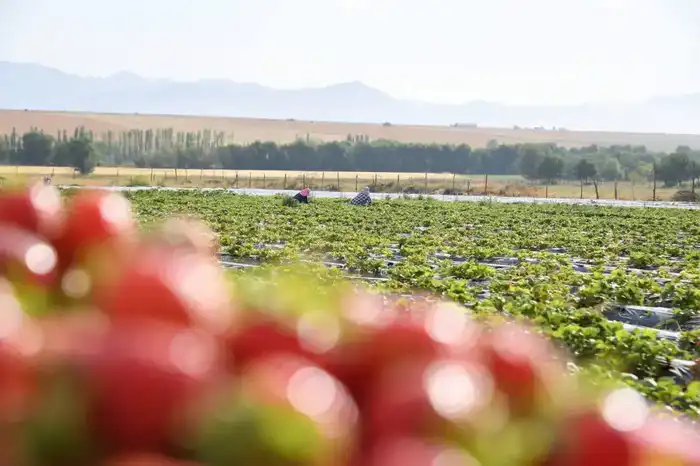 ТУРКЕСТАН: ОБСУЖДЕНЫ АКТУАЛЬНЫЕ ВОПРОСЫ АГРОПРОМЫШЛЕННОГО КОМПЛЕКСА (2)