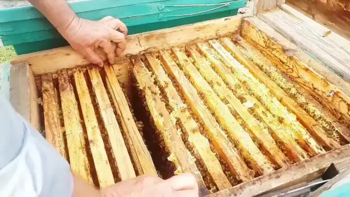 Важность соблюдения правил для защиты потребителей: попытка незаконного транзита меда в Казахстане Актобе