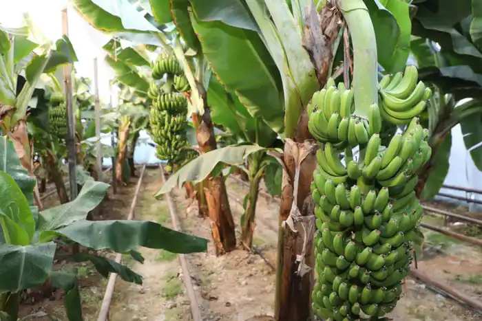 Выращивание бананов Кавендиш в Сарыагашском районе Актобе