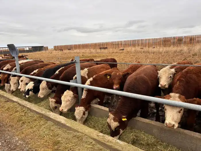 В Казахстане создан Союз животноводов для поддержки фермеров и развития сектора Актобе