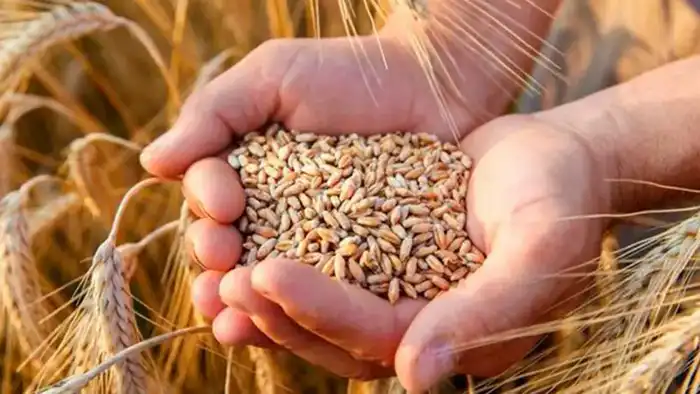 Инвестиционный проект в Петропавловске: создание предприятия по производству донатов и хлебцев на 12,67 тыс. тонн в год Актобе