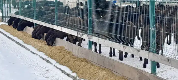 Высокие показатели мясной продуктивности едильбайской породы овец могут изменить рынок мяса в Казахстане Актобе