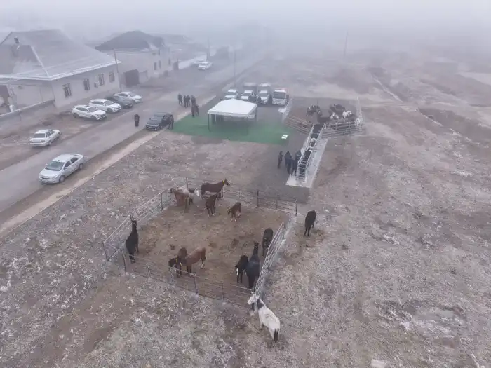 Цифровизация ветеринарии через чипирование животных в Туркестанской области Актобе