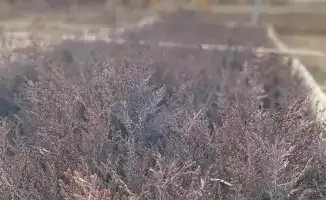 Проверка лесных хозяйств в Туркестанской области