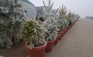 10 гектаров зелени: будущее Туркестана в питомнике!