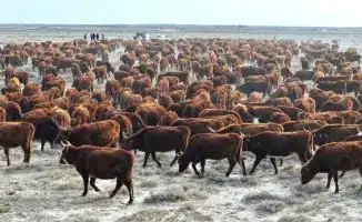 Сузак: Растет поголовье племенного скота