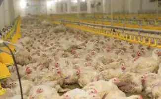 Новый птичник с ИИ в Карагандинской области
