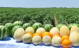 Туркестанская область лидирует в сельском хозяйстве