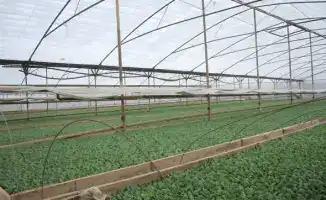 В Туркестанской области стартовала посадка ранних овощных культур на площади более 60 тысяч гектаров