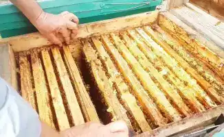 Важность соблюдения правил для защиты потребителей: попытка незаконного транзита меда в Казахстане