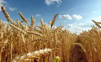 Запуск пяти проектов по переработке зерна в Казахстане создаст 3,3 тыс. рабочих мест и увеличит экспорт продукции