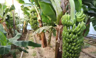 Выращивание бананов Кавендиш в Сарыагашском районе
