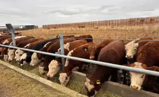 В Казахстане создан Союз животноводов для поддержки фермеров и развития сектора